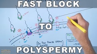 Fast Block To Polyspermy in Sea Urchin [upl. by Ramsey]