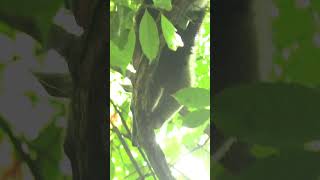 What do lesser anteaters eat learn anteaters wildlife costarica education [upl. by Onitnas]