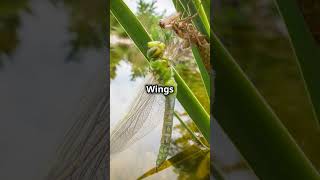 Dragonfly Life Cycle in 60 Seconds by Raths Workspace dragonfly Nhembunnarath [upl. by Idalia]