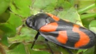 Red and Black Froghopper Cercopis Vulnerata La Croix Tasset Cotes dArmor Brittany France [upl. by Hathaway]