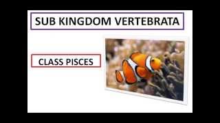 SUB KINGDOM VERTEBRATA PISCES  animasi [upl. by Akinnor710]