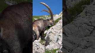 Ein Mayestätischer Steinbock❤️‍🔥wunderschön🫶mein Kanal🍀Bergwelt Schweiz🇨🇭💫🥰🇨🇭 [upl. by Sansbury343]