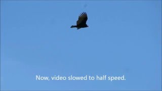 Turkey Vulture Flying regular speedslowmo California [upl. by Wilcox540]