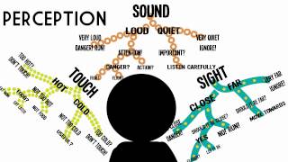 Sensation amp Perception Information Processing in the Brain [upl. by Lynelle942]