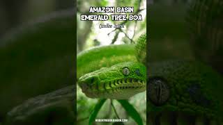 Amazon Basin Emerald Tree Boa Corallus batesii herpetology venomoussnake snake [upl. by Atnuahsal408]