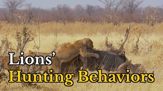 Surprising Facts about Lions’ Hunting Behaviors  Lion Documentary [upl. by Solracsiul]