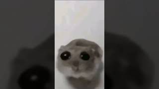 Sad Hamster Violin Meme Full [upl. by Tacye715]