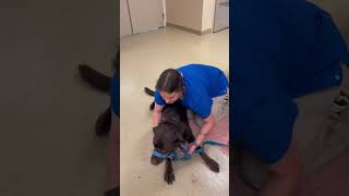 Skill 3 Canine Sternal Recumbency and Cephalic Venipuncture Restraint [upl. by Ainocal]