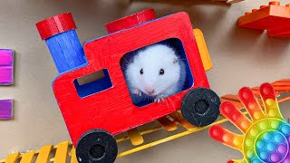 😱 Hamster Escape Maze  Hamster Cute pets Maze hamsterescape mazediytraps hamsterescape 197 [upl. by Ffoeg26]