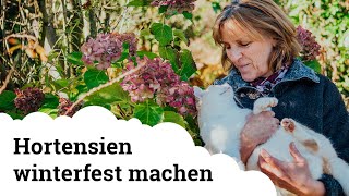 Hortensien  Wie kommen sie gut über den Winter auch im Topf um wieder herrlich zu blühen 🌸 [upl. by Roxanne]