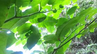 Fallopia sachalinensis Giant Knotweed Berlin [upl. by Krahmer]