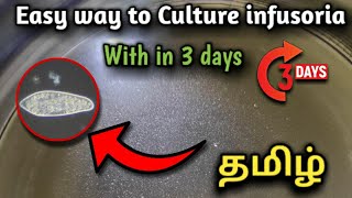 Easy Way to Culture infusoria With in 3 Days 🗓 in Tamil [upl. by Gurl]