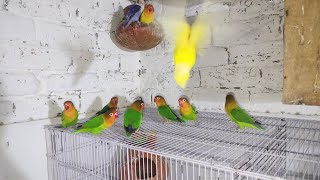 Green Fisher mix colony video  🥰  luttino parsnata 🥰  birds lovebirds 🥰 [upl. by Camilla669]