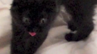 The most incredible cat moment caught on video [upl. by Saba]