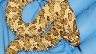 2024 HOGNOSE HOLDBACKS AND COLLECTION NEWS [upl. by Alrac]