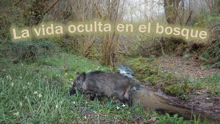 La vida oculta en el bosque [upl. by Aynotel]