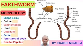 Morphology of Earthworm External features of EarthwormI Class 11 II ZOOLOGY II NEB II CEE II NEET [upl. by Ebanreb]