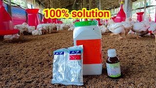 Huge loss in poultry for just CoccidiosisHow to safe birds from coccidiosis [upl. by Modern105]