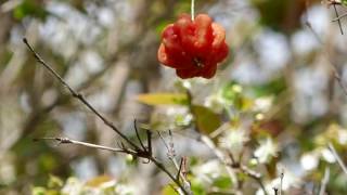 Fleurs amp Fruits  Cerisier de Cayenne ou Pitanga  Ile de Madère février 2017 [upl. by Enineg654]