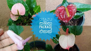 No63 Otazu සමඟ ලස්සන Package එකක් ඕනි කාටද [upl. by Olegnalehcim545]