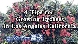 4 Tips for Growing Lychees in Los Angeles California America Lychee garden Litchi Lychee tour [upl. by Anirbed]