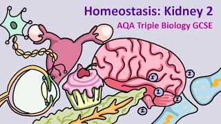 GCSE Science Biology AQA  Homeostasis Kidney 2 [upl. by Nancey159]