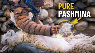 How PashminaCashmere Wool is Produced  A Himalayan Herder Explains [upl. by Naliorf]