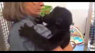 Baby Gorilla Blog 8 [upl. by Audris]