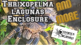 Thrixopelma lagunas diy tarantula Enclosure [upl. by Hael282]