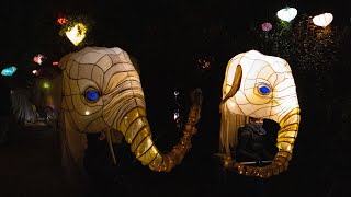 The Lanterns at Chester Zoo 2020 [upl. by Otis]