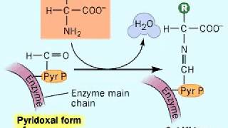 Biosynthesis Amino acids  Metabolism [upl. by Nitas]