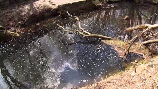 First Largemouth Bass of the year  Multi Species fishing at Haddon Lake NJ [upl. by Nerek471]