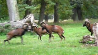 Mouflon sheep in Ludwigsburg castle park Germany [upl. by Edwina7]