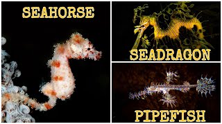 SEAHORSE SEADRAGON AND PIPEFISH SYNGNATHIDAE FAMILY [upl. by Meda692]