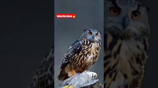 Eagle Vs Owl 🔥 shorts eagle owl hunting birds [upl. by Batruk]