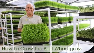 How To Grow The Best Wheatgrass  Hippocrates Health Institute Video [upl. by Casilde307]