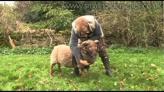 Putting on a Ram Harness with Adam Henson [upl. by Rowland]