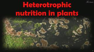 Heterotrophic Nutrition In Plants [upl. by Aleb]