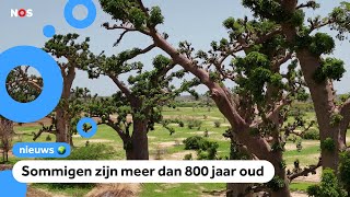 Deze reusachtige bomen zijn in gevaar maar waarom [upl. by Merwin]