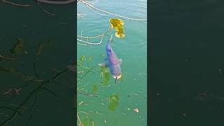 ছিপ দিয়ে মাছ ধরার দিন শেষ।। The days of spring fishing are over shorts youtubeshorts fishing [upl. by Brace544]