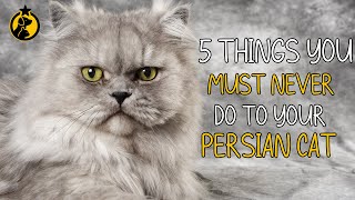 5 Things You Must Never Do to Your Persian Cat [upl. by Brendis]