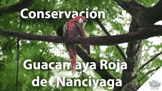 CIPAMEX Totontli 2024  Recorrido 5  Conservación Guacamaya Roja de Nanciyaga [upl. by Boesch]