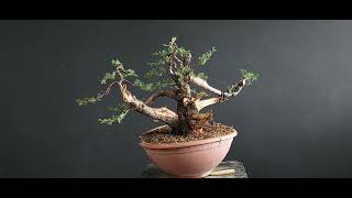 Bonsai Cupressus 3 Stage 1 How to make Bonsai [upl. by Karita674]