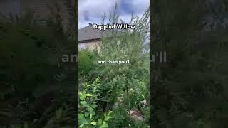 Ornamental Dappled Willow Tree plants gardening httpstinyurlcomDeesPlants [upl. by Jo-Ann]