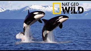 🐋Documental  ORCAS ASESINAS National Geographic [upl. by Nive603]