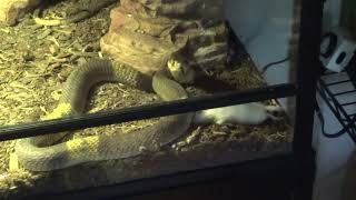 Snouted Cobra Live feeding 01 [upl. by Ariom]