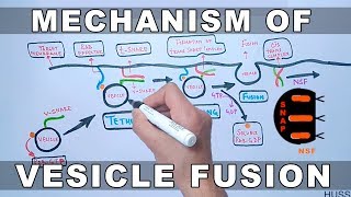 Mechanism of Vesicle Docking and Fusion [upl. by Gayler]