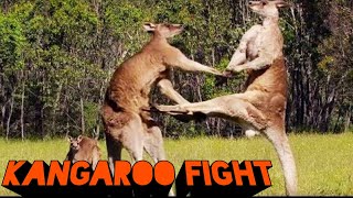 KANGAROO FIGHT  Kangaroo Boxing Fight  Man Fights Kangaroo  Kangaroos Fight For A Mate कंगारू [upl. by Ardy]