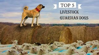 TOP 5 LIVESTOCK GUARDIAN DOG BREEDS [upl. by Atiker]