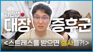 반려동물도 스트레스 받으면 설사합니다💩｜과민성 대장 증후군IBS｜예방법｜치료법｜염증성 장 질환IBD과 차이점☝🏻 [upl. by Osnola]